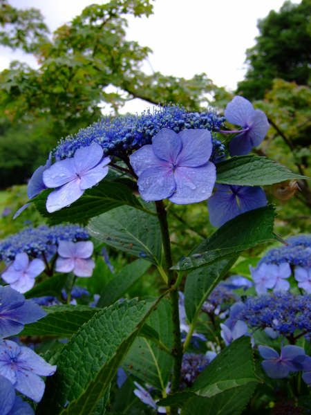 A blue Hydrangea from my garden.