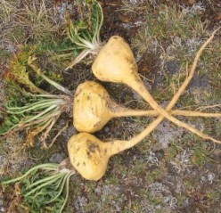 Maca Root And What It Can Do For YOU!