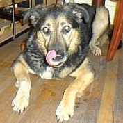 mdferndog profile image