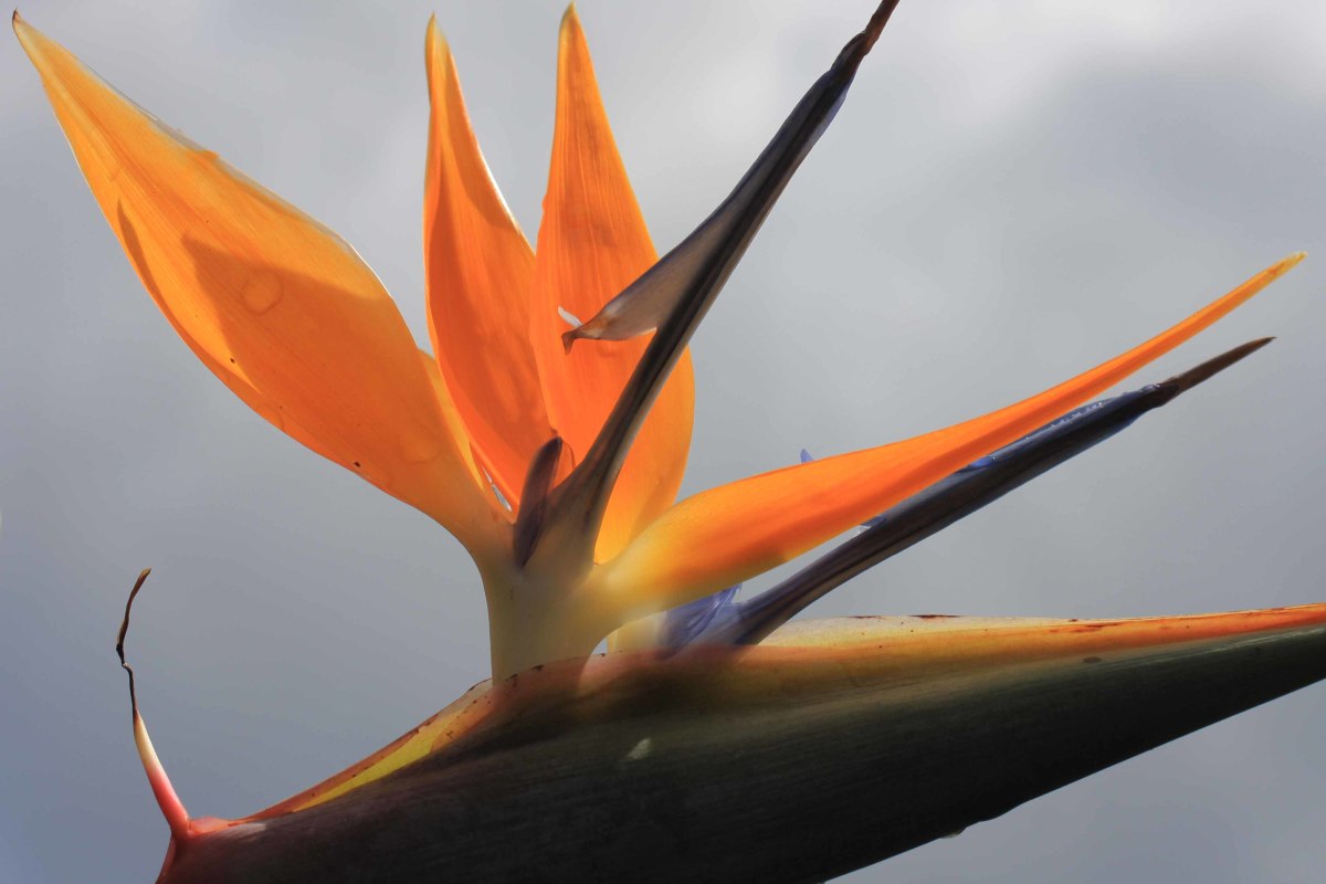 The Bird-of-Paradise Flower