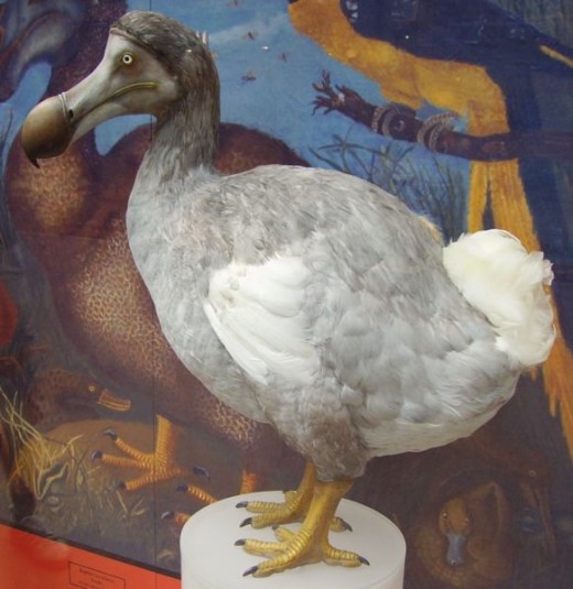 Dodo reconstruction at Oxford University Museum of Natural History