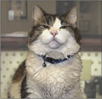 Oscar the palliative care cat. Image from The New Scientist Blog