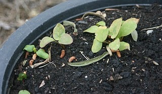 from seed