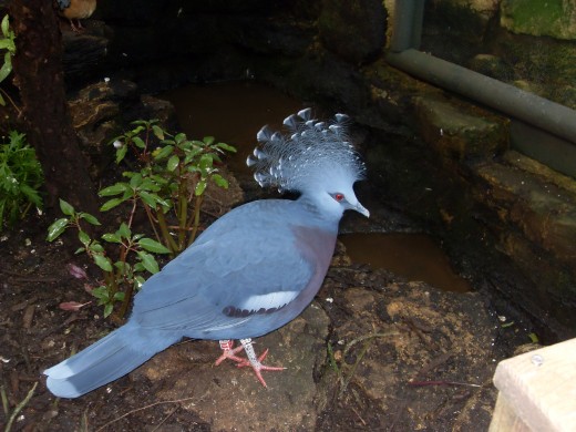 The tropical birds come in many shapes and sizes at Bristol Zoo