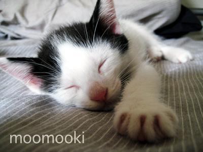 MooMooko is just one of many cats & kittens looking for a home after being displaced by Tsunami