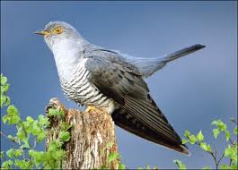 The Female Cuckoo