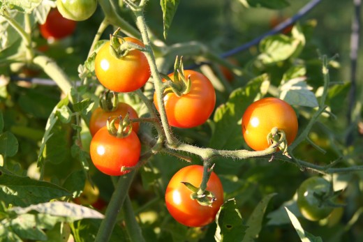 Growing with the lasagna gardening method
