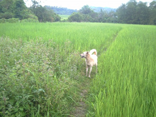 My pet dog. Brownie, while I was conducting a CBMS survey - read my other hub (Photo by Travel Man)