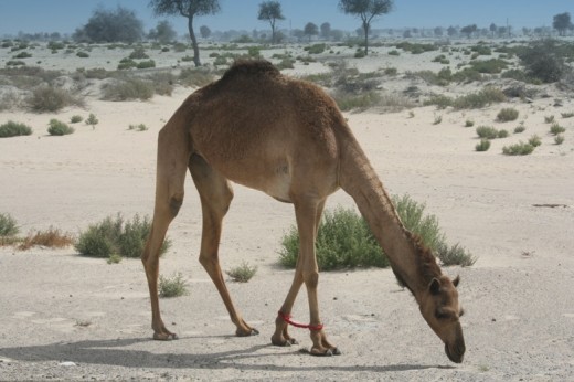 Camels you see in Dubai are likely to be tethered at the front legs to stop them from running off.