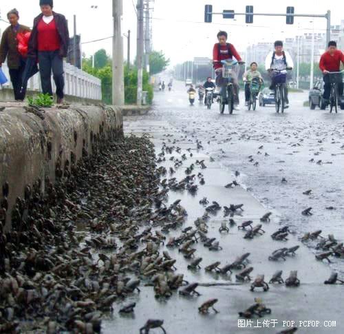 9th, May, 2008 thousands frogs cross road near earthquake area.