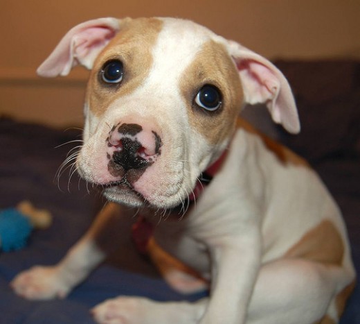 Are pitbulls as mean as we think? | HubPages