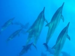 Swimming With Dolphins in Oahu | How Does It feel to Swim with Wild Mustangs of the Seas