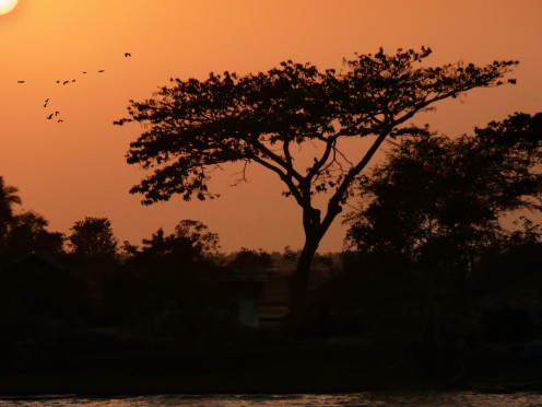 Little Birdies enjoying a sunset.