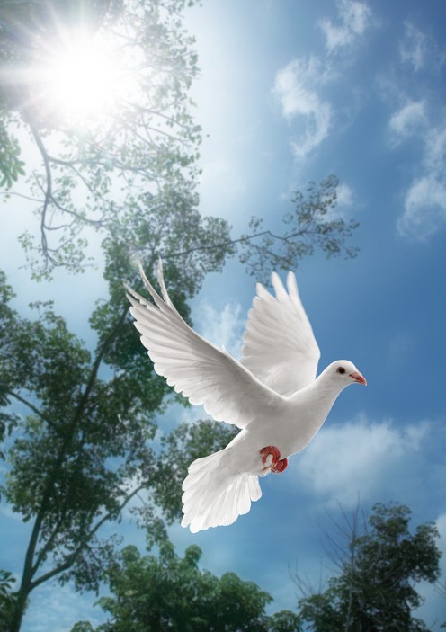 A dove in flight.