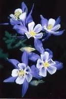Columbines, not only make an attractive addition to any garden, but they, like black-eyed susans are deer-resistant. Also Hummingbirds are fond of their fragrant flowers.