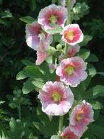 Hollyhocks, also provide a great background to any spring garden and to add, you do not have to have a green thumb to start growing the seedlings indoors. 