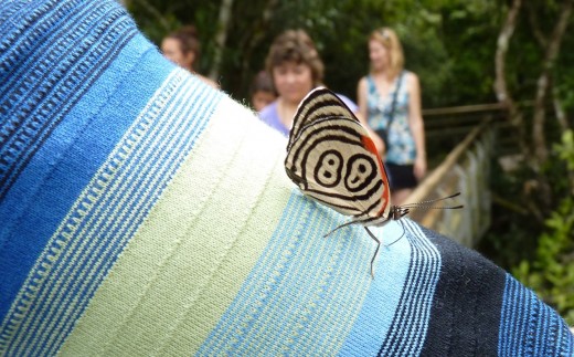 A Diaethria Butterfly landed on me