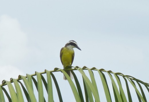 A Dark-billed Cuckoo bird