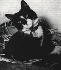 Simon. The cat that saved a ship.