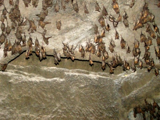 The present inhabitants inside the dark passage! thousands of small bats.