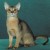 Abyssinian Abyssinian