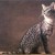 Egyptian Mau Egyptian Mau