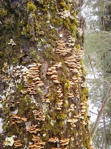 Little mushrooms on an old maple tree