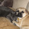 7 Easy Tips for Cats and Dogs Living Together Peacefully