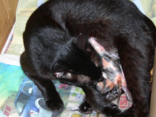 Ludwig licking her newly born kitten