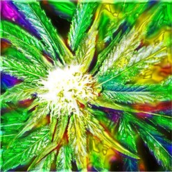 Why Use Hemp