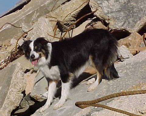  Abby        May, 1997 -  August, 2007  Background: Disaster search dog deployed on several hurricane missions, NIH parking lot collapse, Pentagon terroris act and LaPlata, MD F-4 tornado