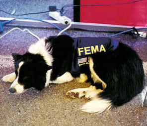 Sheridan     April, 1994 -  January, 2004    Background: Disaster search dog deployed on numerous missions including hurricanes, Pentagon terrorist act (2001), LaPlata, MD F-4 tornado (2002)