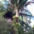 Nikau Palm Nikau Palm