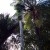 Nikau palm with Tree fern. Nikau palm with Tree fern.