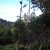 Flax in flower. a favourite food source for many birds. Flax in flower. a favourite food source for many birds.