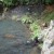 Ferns and moss covered rocks frame the clear crystal waters. Ferns and moss covered rocks frame the clear crystal waters.