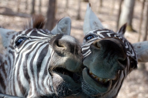 Emily and I took a trip up to Briarwood Auto Safari in Bybee, TN today.  We had a blast and got to hang out with some zebras, among other things.