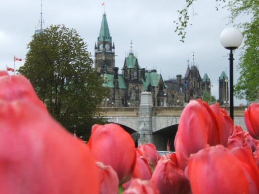 Tulips near the Parliament of Canada, Ottawa