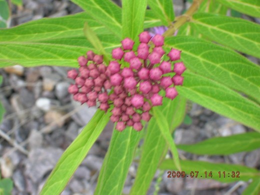 Swamp Milkweed (Asclepias incarnata) growing at an abandoned railroad trail. Attracts a variety of butterflies to your garden. It is a host plant for monarch butterfly.