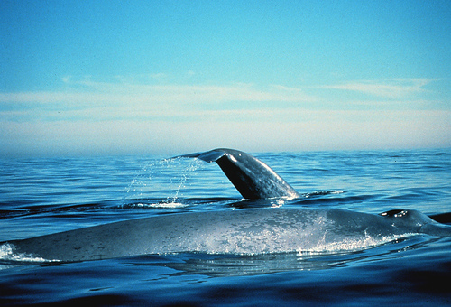A blue whale floating on the surface of water.