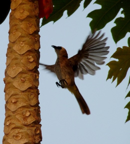 Shot at 447mm equivalent, click on the photo to see the amazing feathers in a larger image.