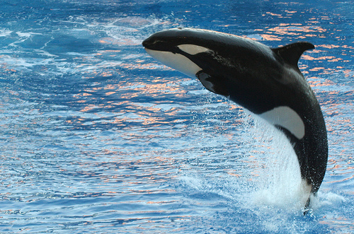 A killer whale