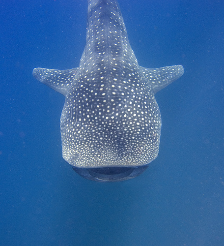 Whale shark