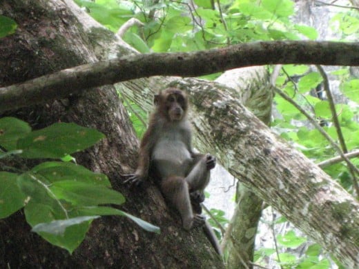 Monkey in the Philippines