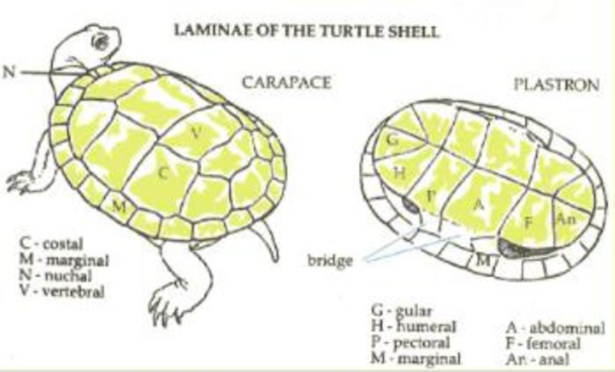 Red Eared Slider Size Chart