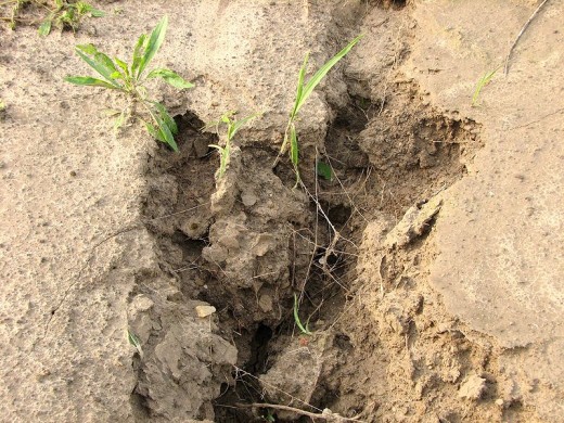 Soil erosion caused by rainwater.