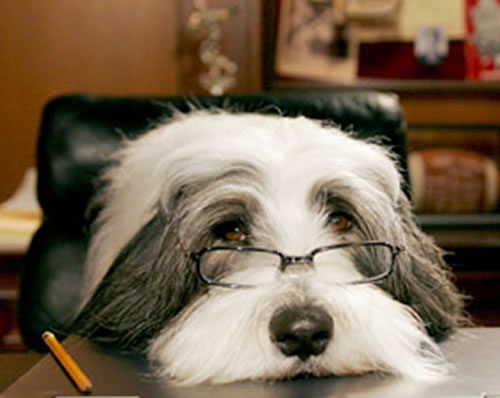 Adorable dog from the movie, Shaggy the Dog with Tim Allen.