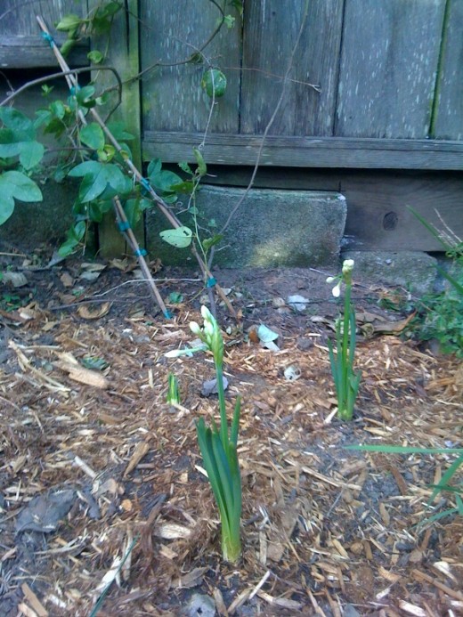 As spring dawns, the bulbs start to flower.
