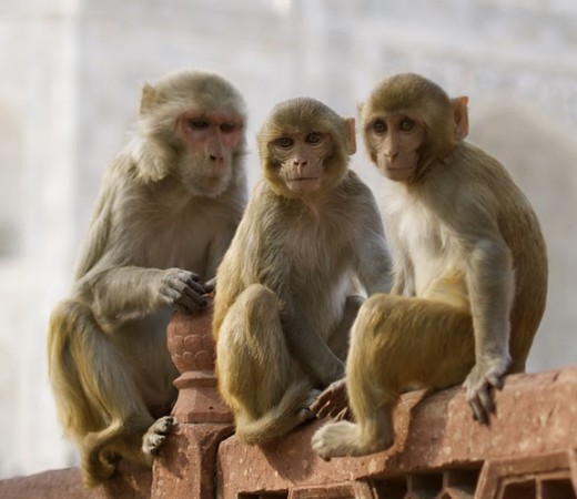Two baby monkeys with mother at Taj Mahal.