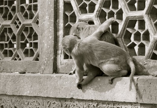 Two monkeys in close relationship at Agra Fort.